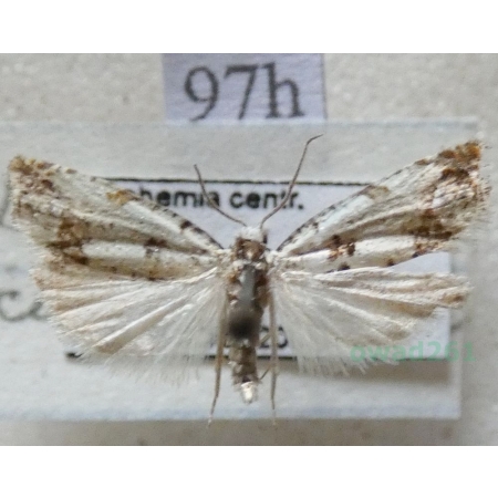 Eucosma campoliliana (Denis & Schiffermüller, 1775) Czech97h